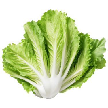 a lete leaf on a white background