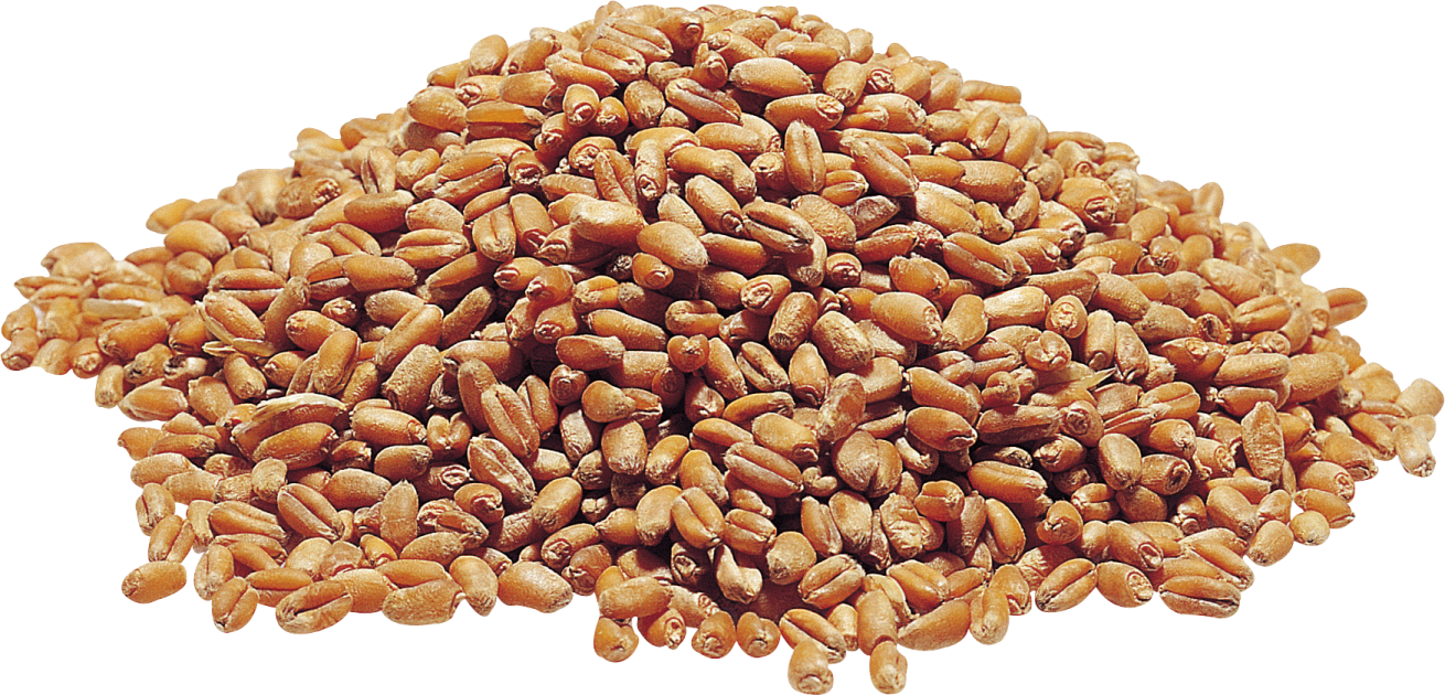 a pile of nuts