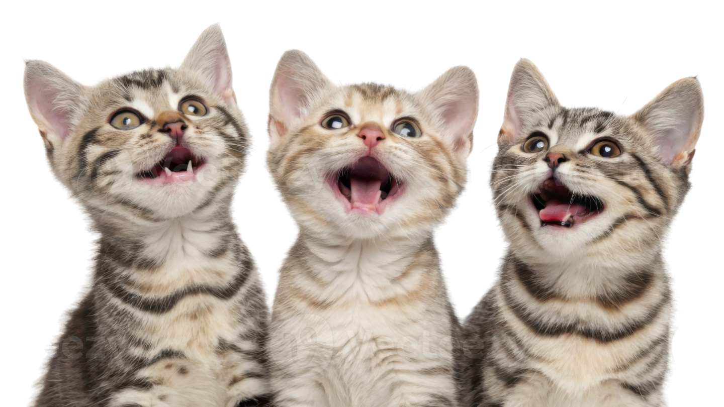 three kittens looking up at the camera