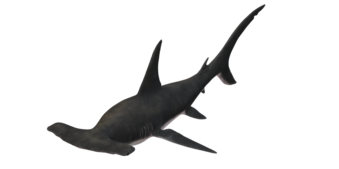 a blacktipd shark swimming in the ocean