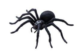 a black tara spider on a white background