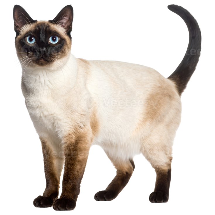 a siam cat standing on a white background