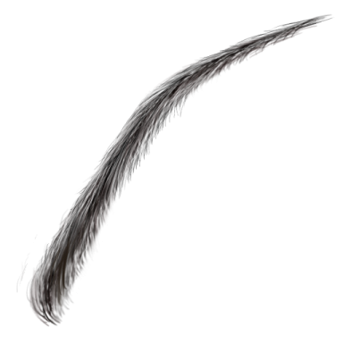 a drawing of a feather on a white background