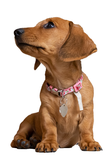 a brown dog with a pink collar sitting down