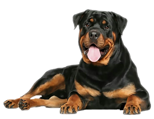 a large black and brown dog laying down