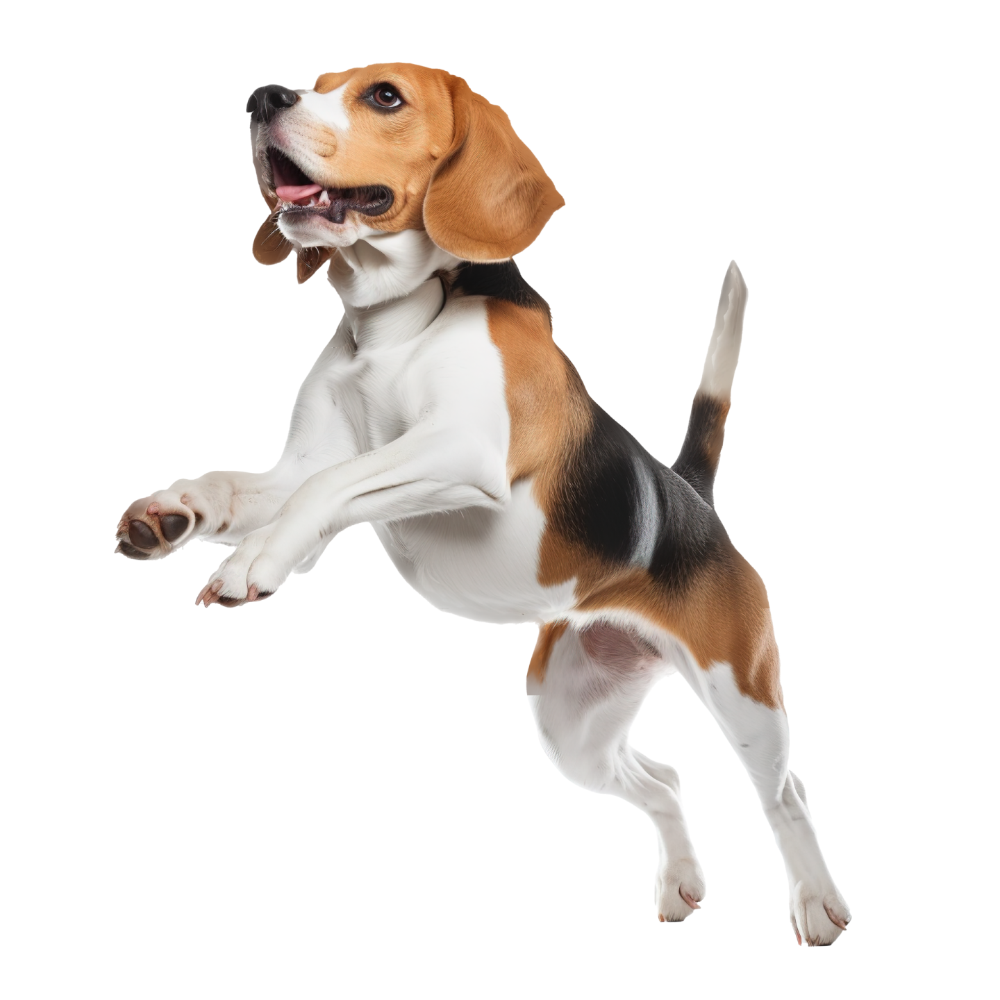 a dog jumping up in the air