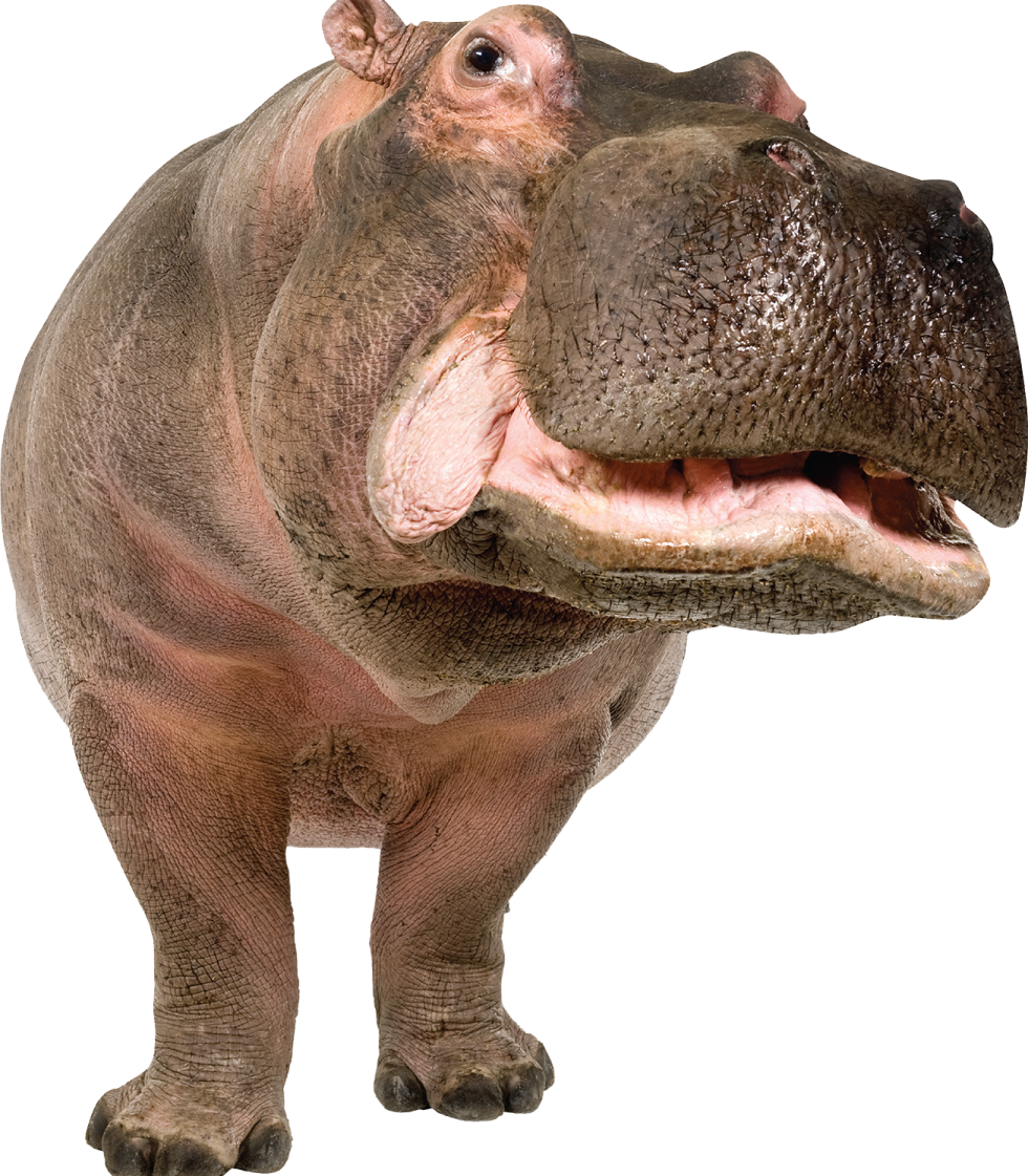 a hippo is standing in front of a white background