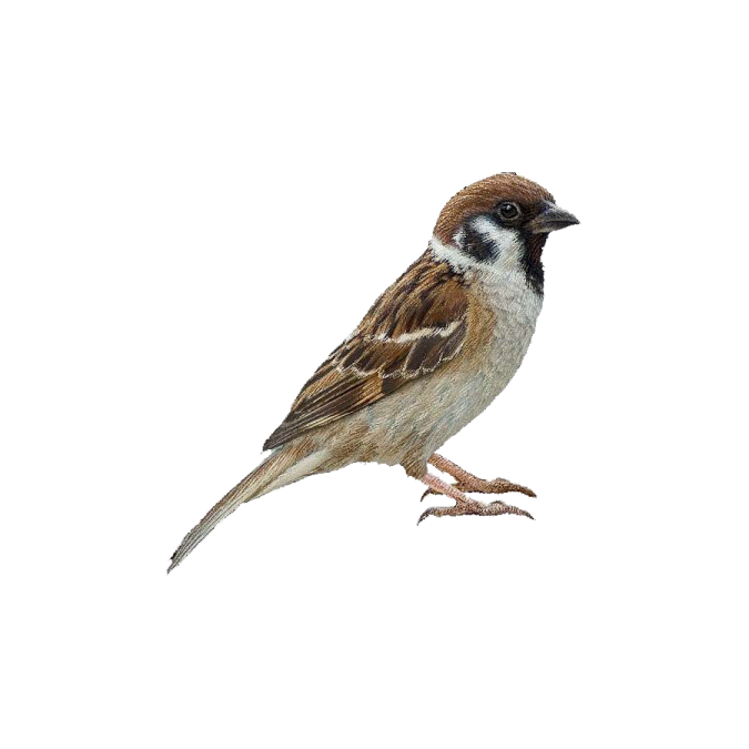 a bird sitting on top of a white surface