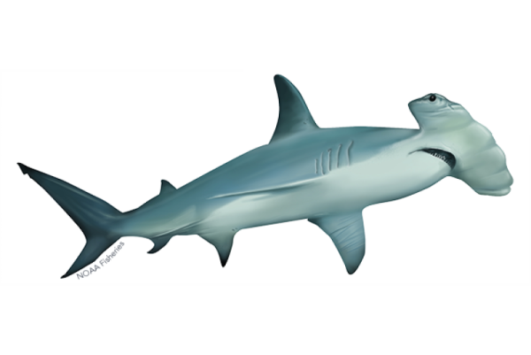 a drawing of a shark with its mouth open
