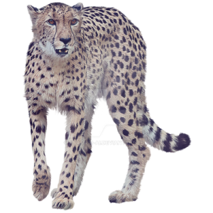 a snow leopard on white background