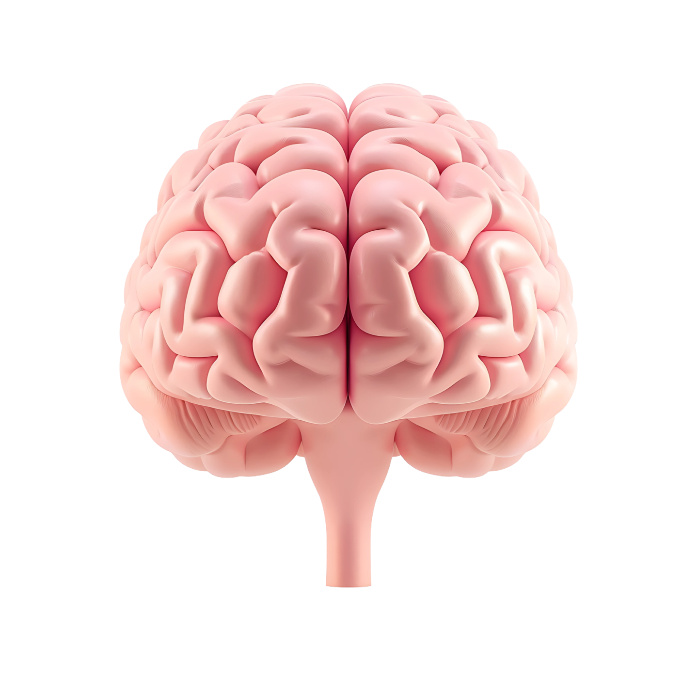 the human brain on a white background