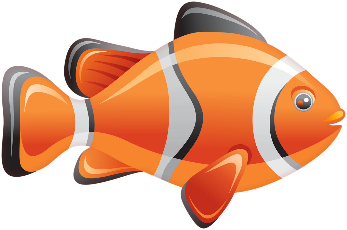 an orange clown fish on a white background