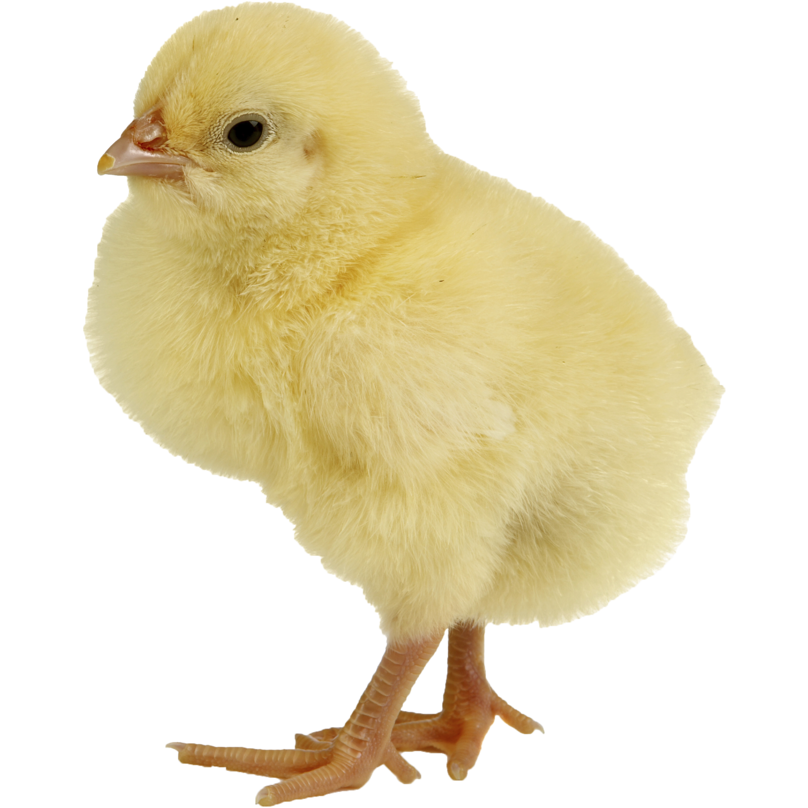 a small yellow chicken on a white background