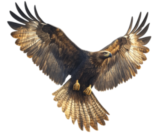 an eagle flying in the air