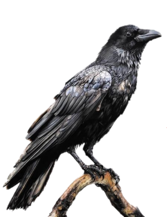 a black bird sitting on top of a tree branch