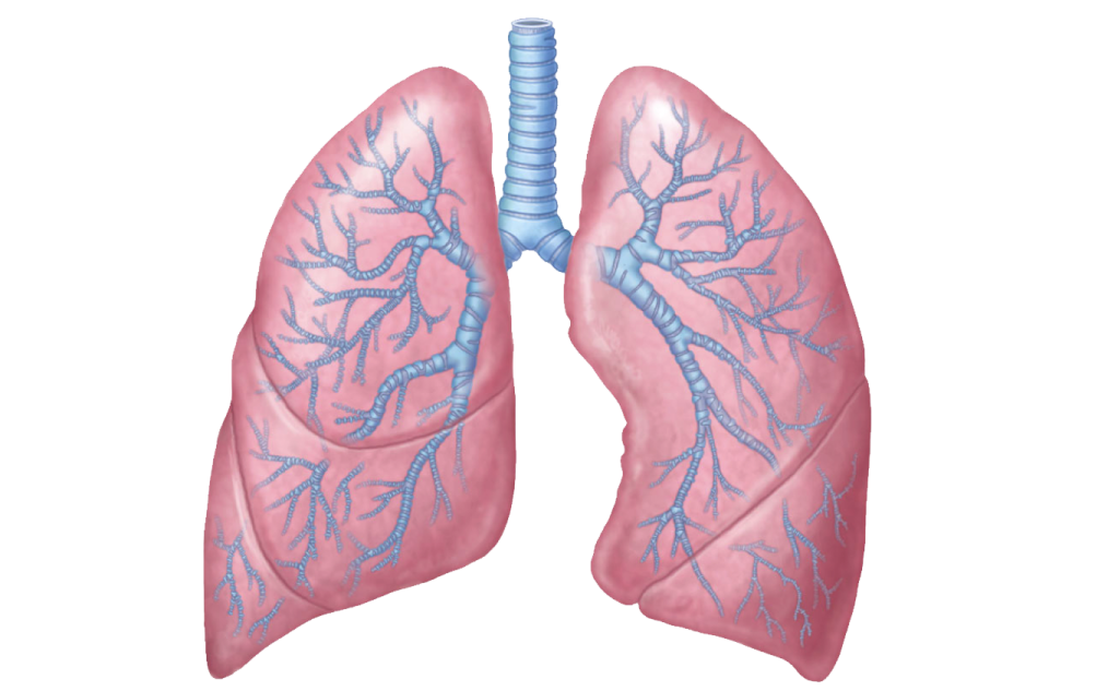 a diagram of the lungs