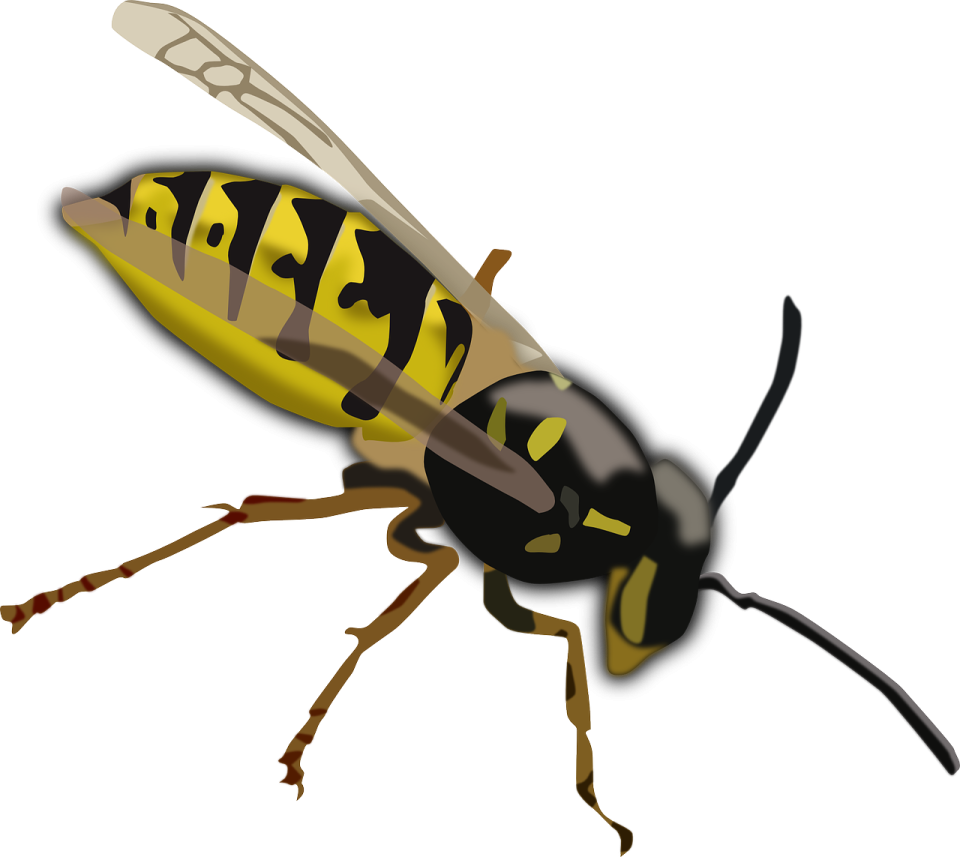 a yellow and black insect
