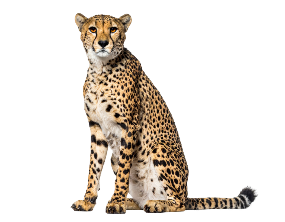 a che spotted cat sitting in front of a white background