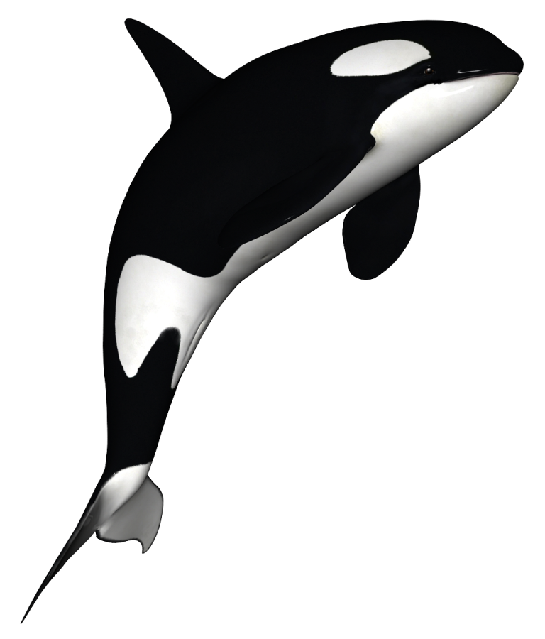 a black and white orca in the air