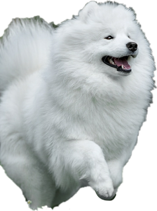 a white dog running with its mouth open