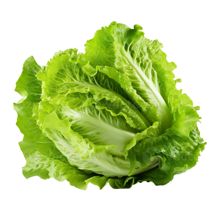 a lete leaf on a white background