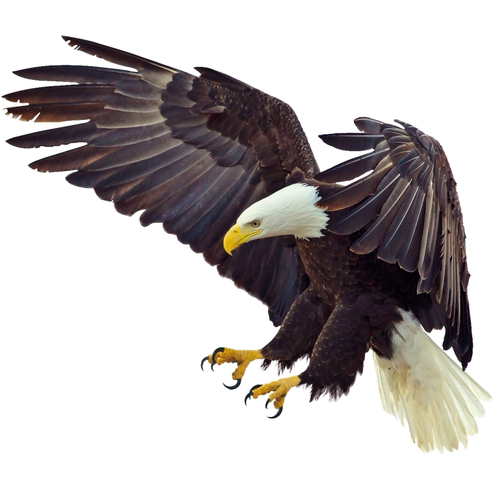 an eagle flying in the air with its wings spread