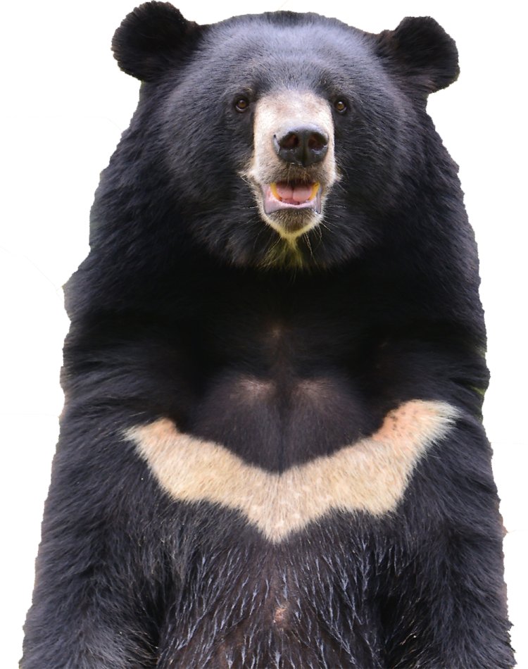 a close up of a black bear's face