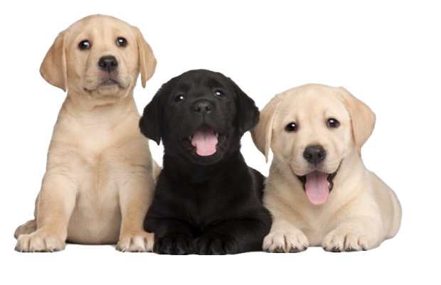 a group of labrador pup