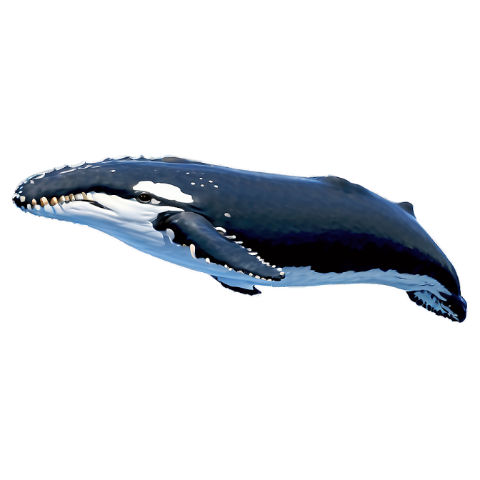 an illustration of a whale with its mouth open