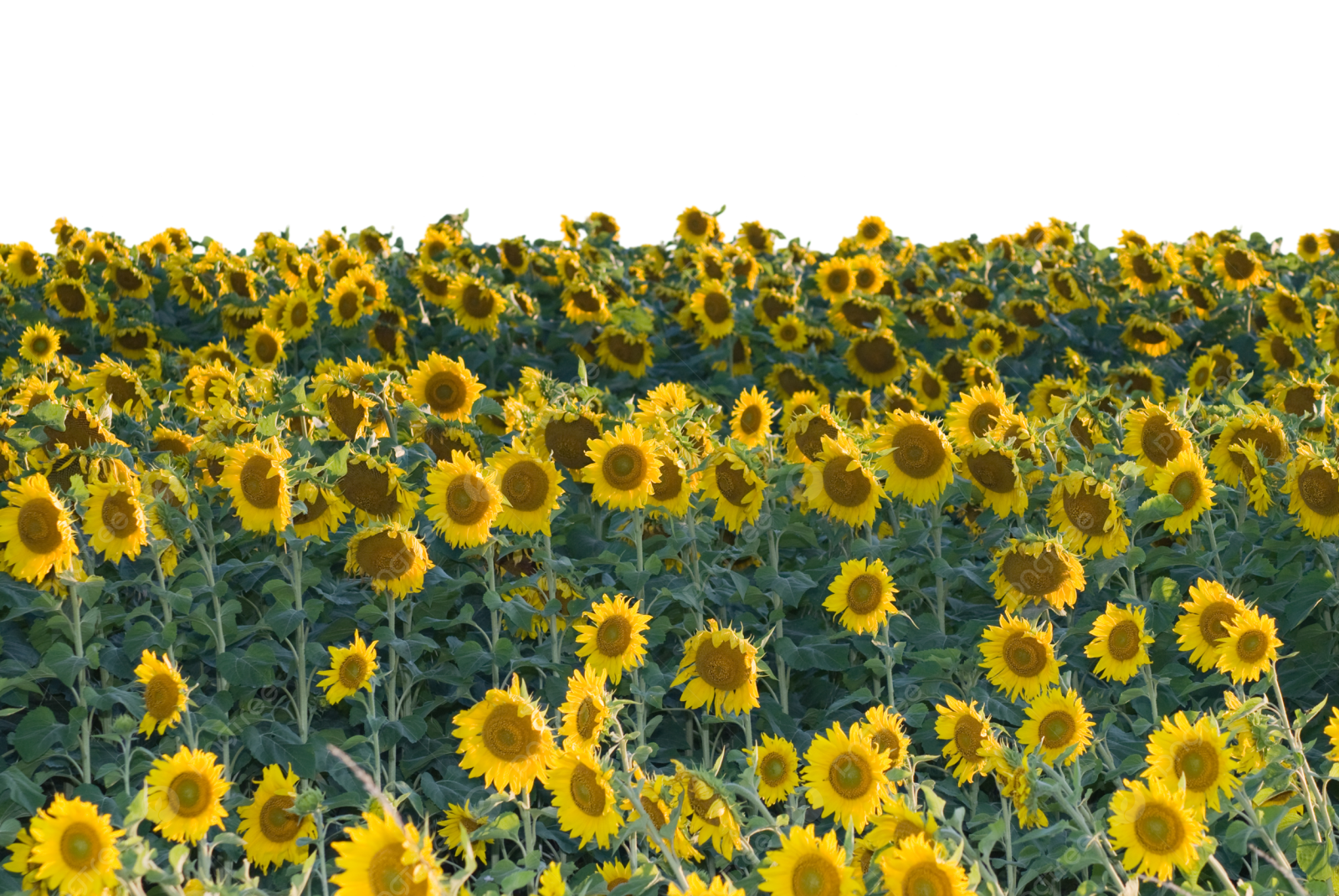 a field of sunflowers