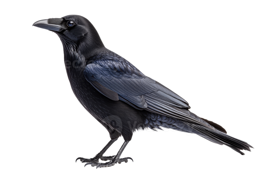 a black crow on a white background