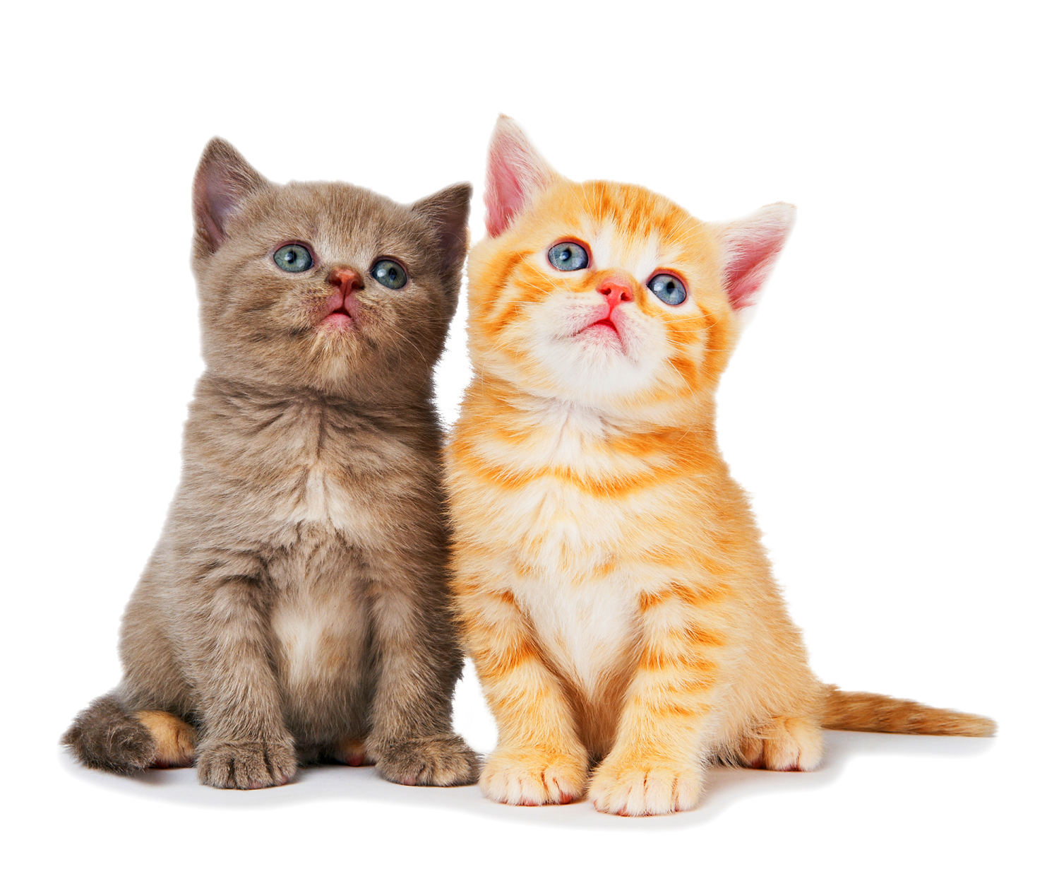two kittens sitting next to each other kitten