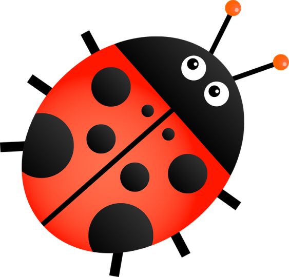 a lady bug with black spots and red spots