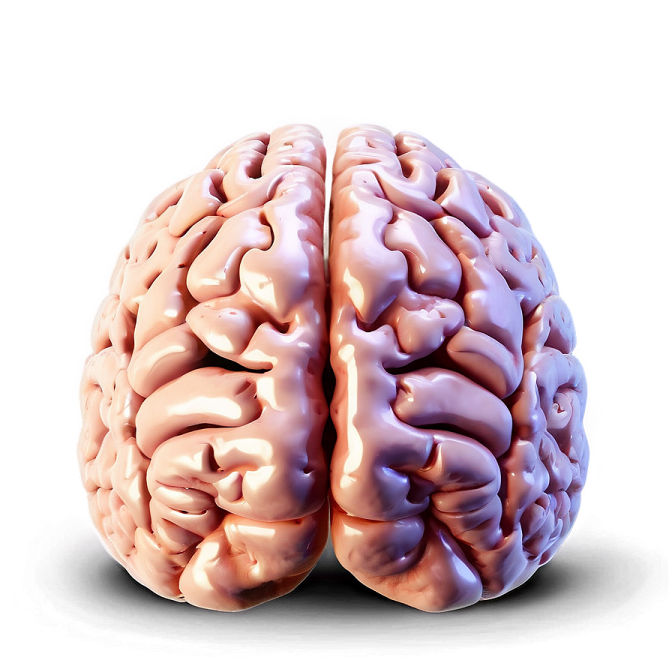 an image of a brain on a white background