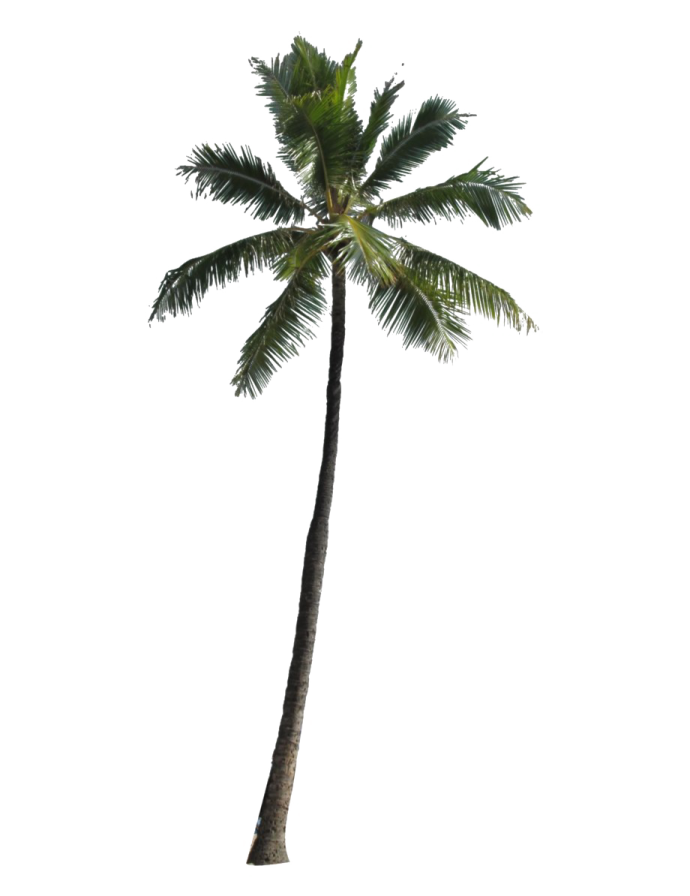 a palm tree on a white background