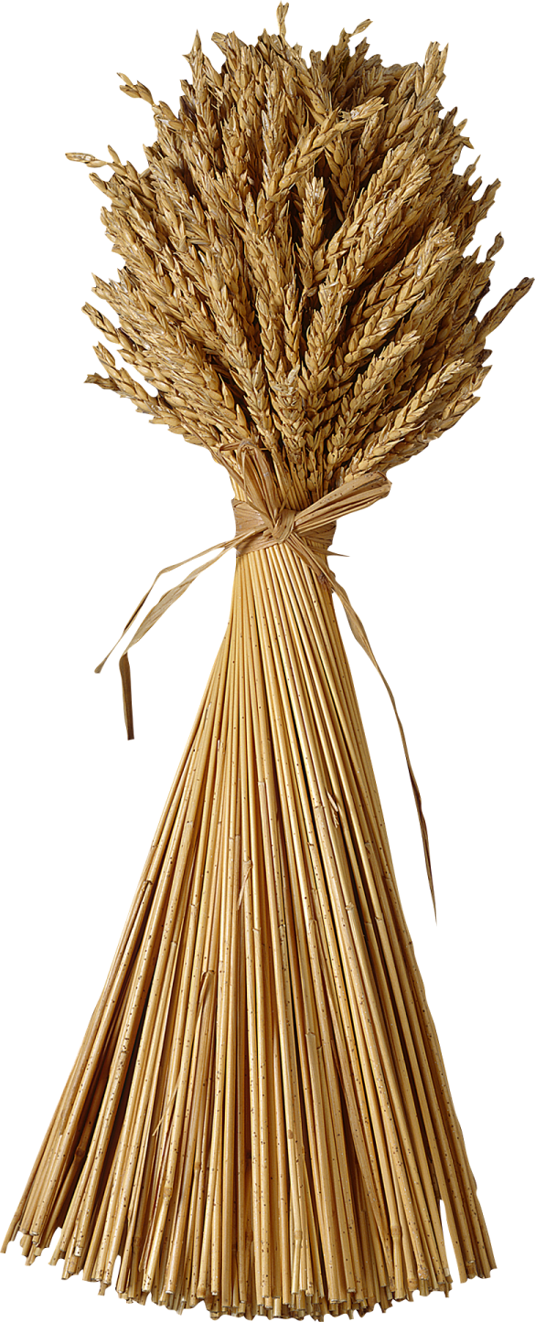 a bunch of wheat on a white background