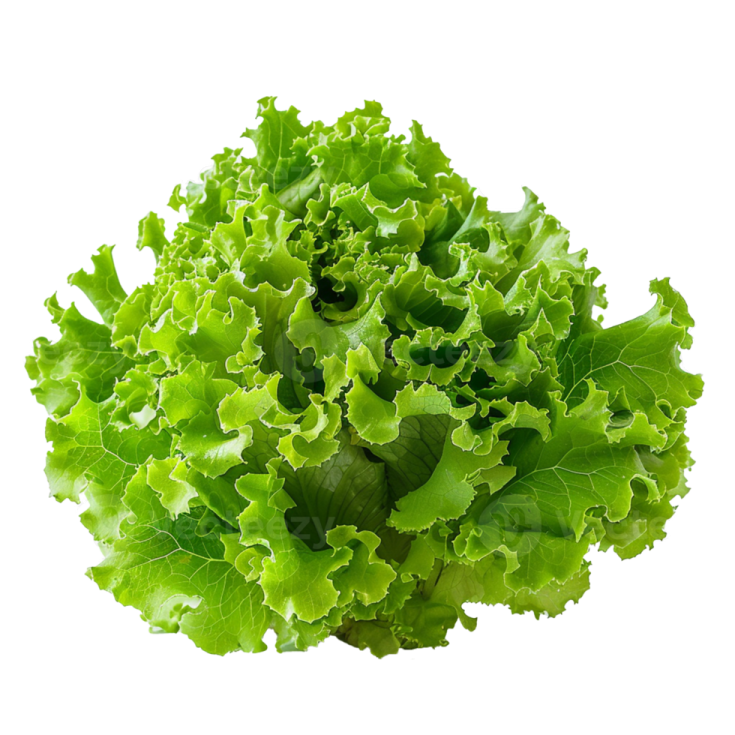 a bunch of lete leaves on a white background