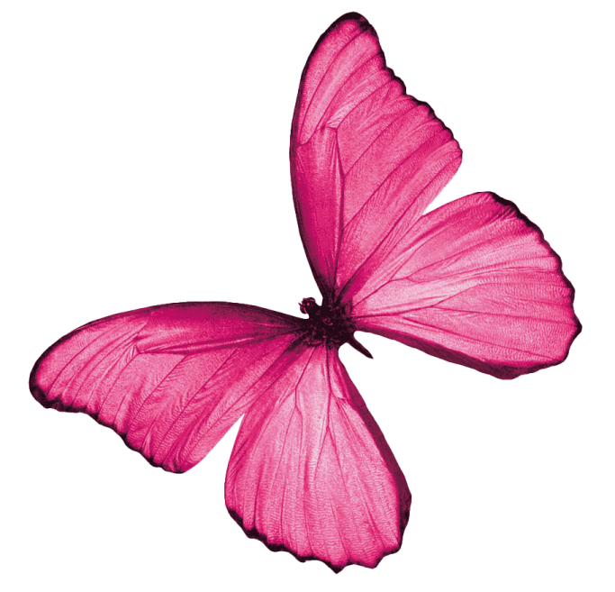 a pink butterfly on a white background