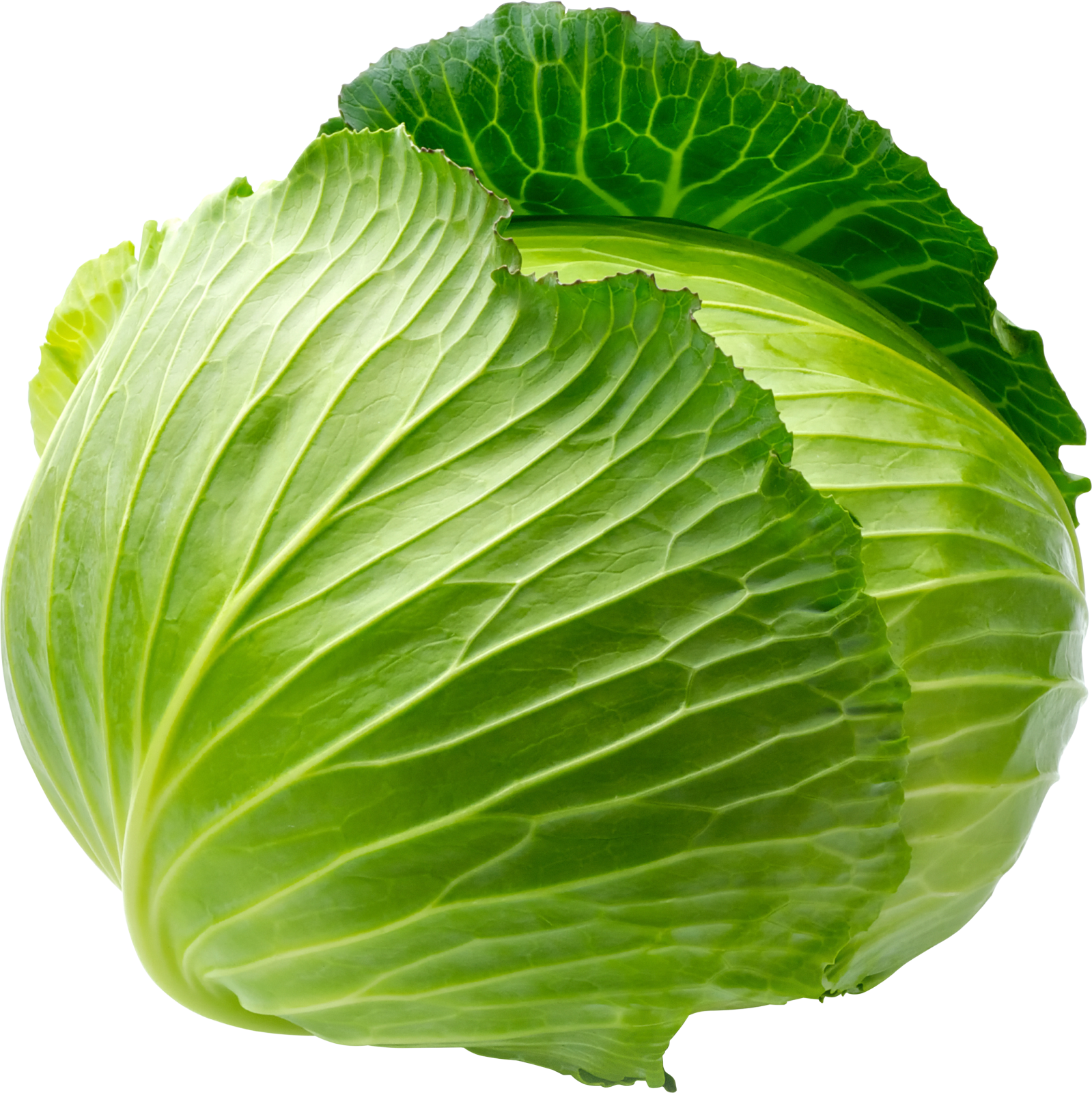 a head of cabbage on a white background