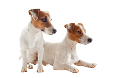 two small dogs sitting next to each other dogs