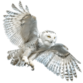 an owl is flying in the air