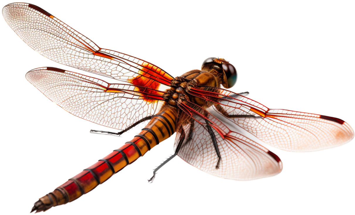 a red and black dragonfly