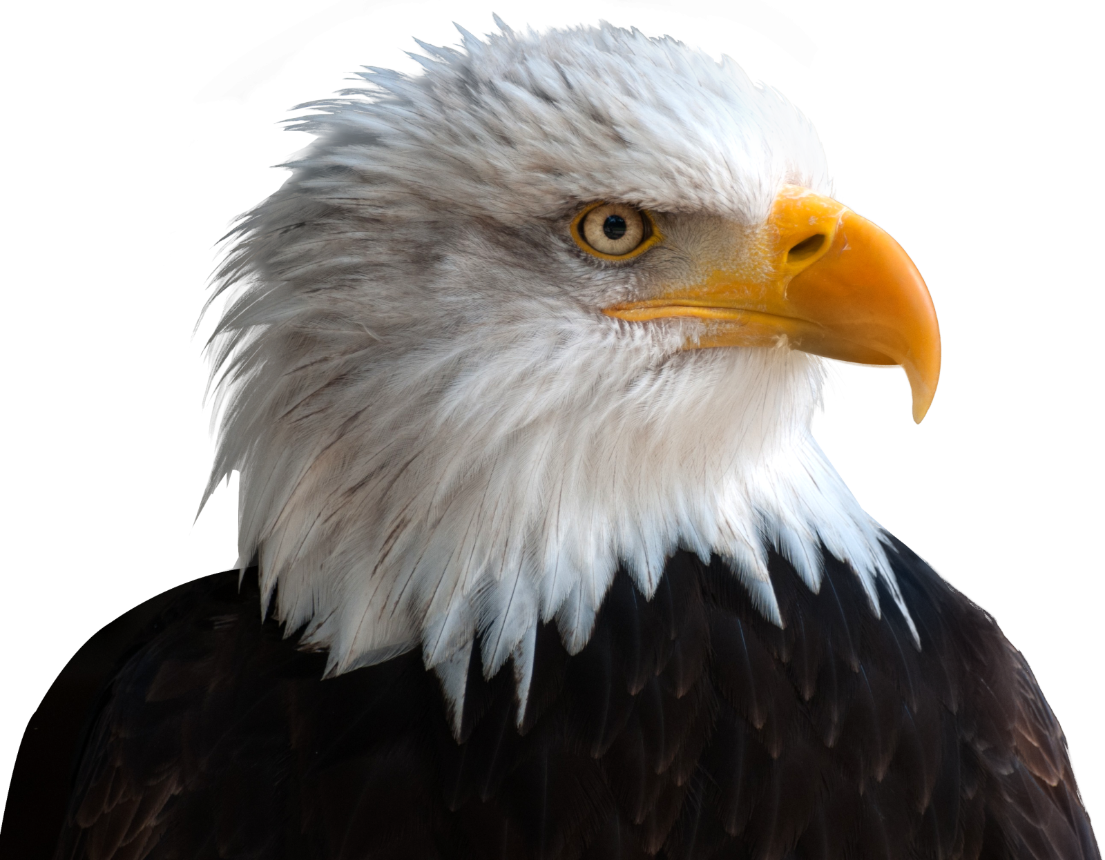 a close up of a bald eagle's head