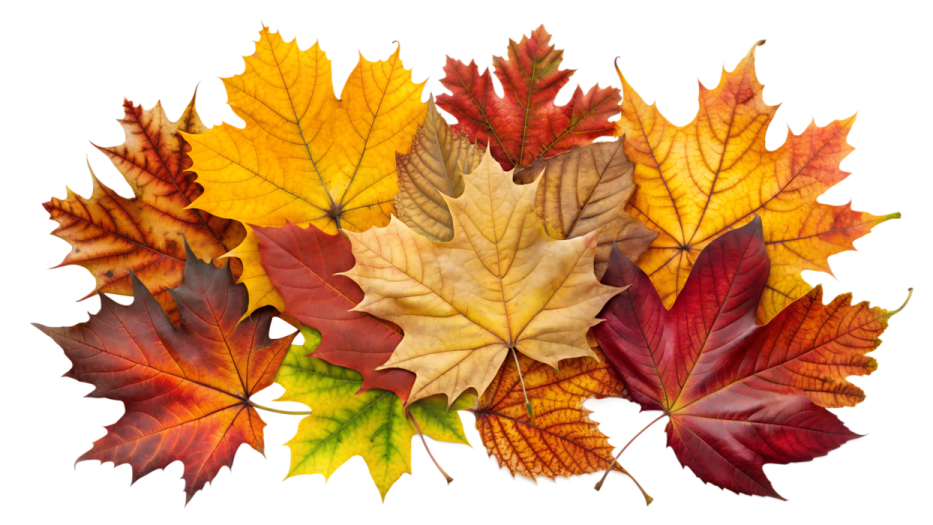 a bunch of colorful fall leaves