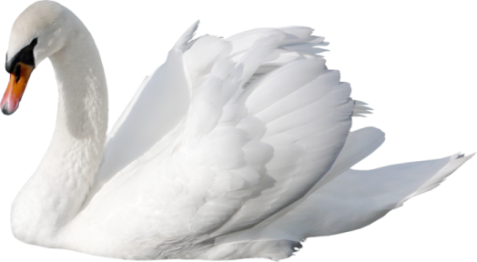 the swan is white