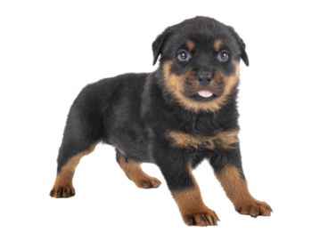 a black and brown puppy standing on a white background