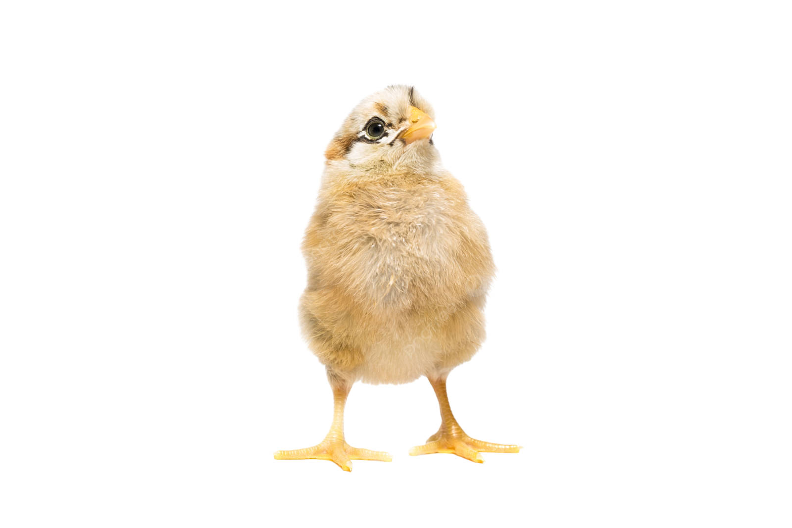 a small chicken standing up against a white background