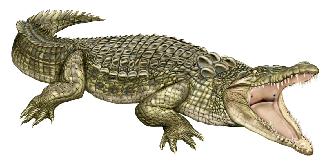 a crocodile with its mouth open