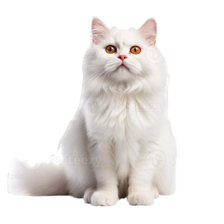 a white cat sitting and looking at the camera