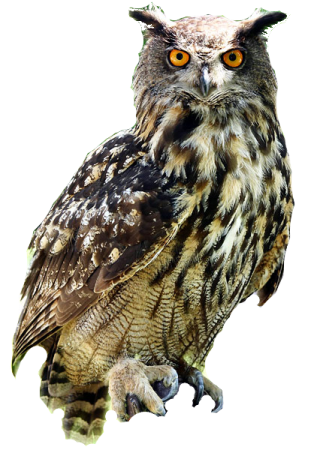 an owl sitting on top of a tree branch